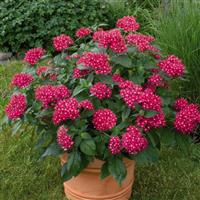 Kaleidoscope Deep Rose Pentas