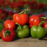 Chili Pie Pepper
