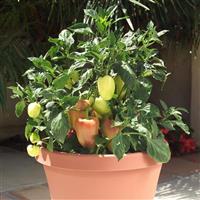 Gypsy Pepper