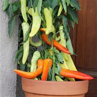 Sweet Sunset Pepper