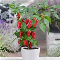 Pillar Sweet Red Pepper