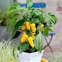 Pillar Sweet Yellow Pepper