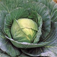Cheers Cabbage