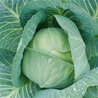 Late Flat Dutch Cabbage
