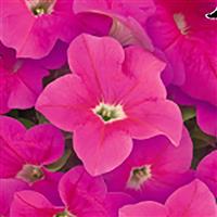Success 360° Pink Petunia