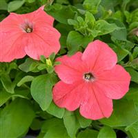 Success 360° Deep Salmon Petunia