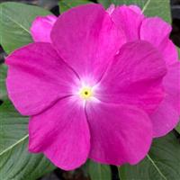 Virtuosa Orchid Vinca