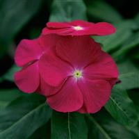 Virtuosa Raspberry Vinca