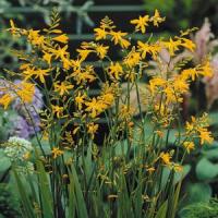 Crocosmia George Davidson