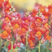 Speedy Sonnet Bronze Snapdragon