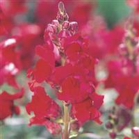 Speedy Sonnet Crimson Snapdragon