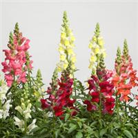 Speedy Sonnet Mix Snapdragon