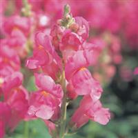 Speedy Sonnet Rose Snapdragon