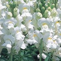 Speedy Sonnet White Snapdragon