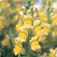 Speedy Sonnet Yellow Snapdragon