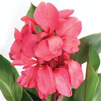 Cannova<sup>®</sup> Rose Dark Bud Canna