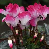 Indiaka<sup>®</sup> Magenta Cyclamen