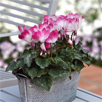 Indiaka<sup>®</sup> Magenta Cyclamen