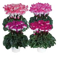 Indiaka<sup>®</sup> Mix Cyclamen