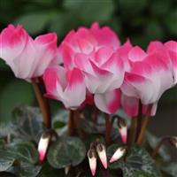 Indiaka<sup>®</sup> Rose Cyclamen