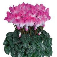 Indiaka<sup>®</sup> Rose Cyclamen