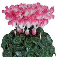 Indiaka<sup>®</sup> Salmon Cyclamen
