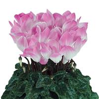 Indiaka<sup>®</sup> Light Rose Cyclamen