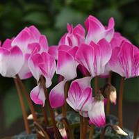 Indiaka<sup>®</sup> Bright Purple Cyclamen