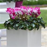 Indiaka<sup>®</sup> Bright Purple Cyclamen