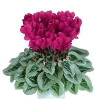 Metalis<sup>®</sup> Magenta Cyclamen