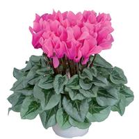 Metalis<sup>®</sup> Rose Cyclamen
