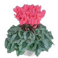 Metalis<sup>®</sup> Salmon Cyclamen