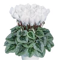 Metalis<sup>®</sup> White Cyclamen