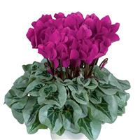 Metalis<sup>®</sup> Bright Purple Cyclamen