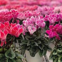 Bisous<sup>®</sup> Mix Cyclamen