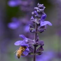 Big Blue Salvia interspecific