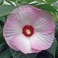 Hibiscus Luna™ Pink Swirl