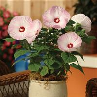 Hibiscus Luna™ Pink Swirl