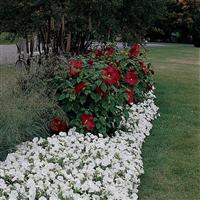 Hibiscus Luna™ Red
