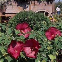 Hibiscus Luna™ Red
