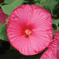 Hibiscus Luna™ Rose