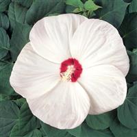 Hibiscus Luna™ White
