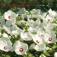 Hibiscus Luna™ White