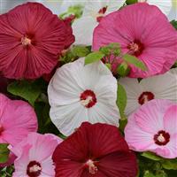Hibiscus Luna™ Mixture