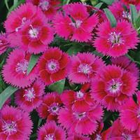 Ideal Select™ Violet Dianthus