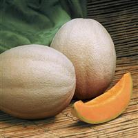 Aphrodite Melon