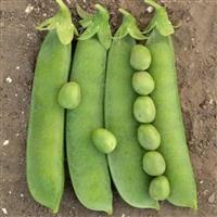 Snow Max Peas