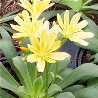 Lewisia Elise Golden Yellow