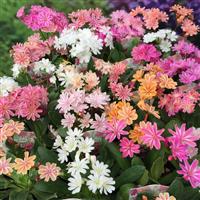 Lewisia Elise Mix