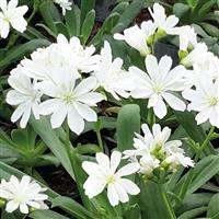Lewisia Elise White
